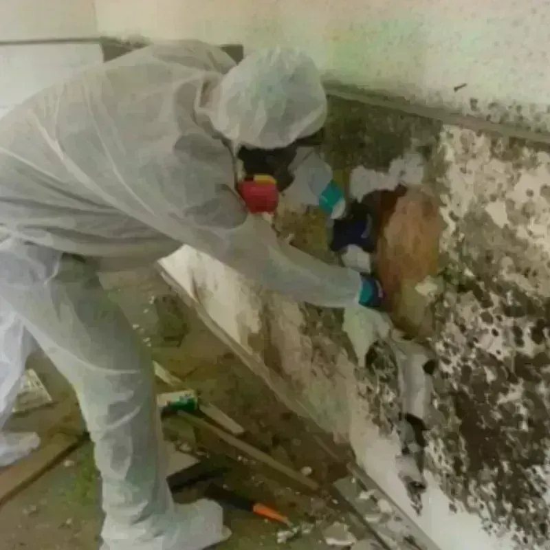 Mold Remediation and Removal in Marshall County, IL